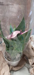 Живое растение Антуриум Зизу (Anthurium Zizou) в горшке 9 см, высотой 20-30 см, с цветками.