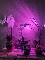 Фитолампа USB для роста растений на 4 лампы с подставкой, светодиодная LED фито лампа светильник для комнатных цветов, рассады, орхидей фото от покупателей 1