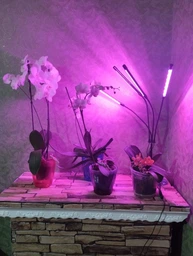 Фитолампа USB для роста растений на 4 лампы с подставкой, светодиодная LED фито лампа светильник для комнатных цветов, рассады, орхидей