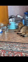Автопоїлка для котів і собак бездротова з датчиком руху поїлка автономна Wireless Smart Water Dispenser WF190 аккумуляторний питний фонтан з фільтром 2.0 Л фото від покупців 1