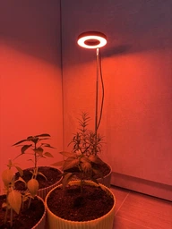 Фитолампа для растений кольцевая полного спектра LED фитосветильник для комнатных цветов Grow Light 10166, рассады, орхидей фито лампа 20-64 см фото от покупателей 5
