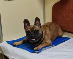 Коврик для собак и кошек Trixie охлаждающий 90х50 см Голубой (4011905286860)