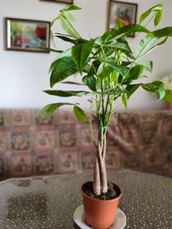 Растение в горшке Пахира Pachira Aqautica фото от покупателей 1