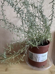 Мини-карри (Helichrysum italicum Aladin) (49831)