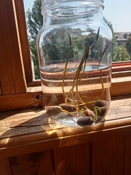 Смесь семян лотоса бонсай BowlLotus, микс цветов, 50 штук