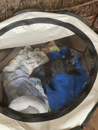 Коврик для собак и кошек Trixie охлаждающий 90х50 см Голубой (4011905286860)