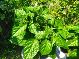 Набір для вирощування гострого перцю Pepper-X Carolina Reaper Red (Каролінський Жнець) фото від покупців 3