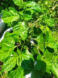 Набір для вирощування гострого перцю Pepper-X Carolina Reaper Red (Каролінський Жнець) фото від покупців 2