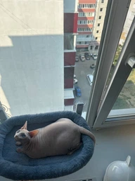 Подвесная оконная лежанка – гамак для кошек, лежак для котов на окно на мощных присосках "Premium Quality" фото от покупателей 3