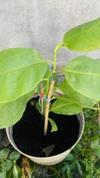 Саженцы Магнолии Суланжа (Magnolia soulangeana) Р9