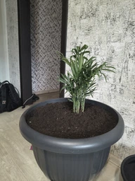 Хамедорея пальма / Chamaed Elegans Teodim висота 40-45 см 7671
