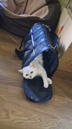 Сумка переноска для кота кошки котят собаки домашних животных до 8 кг каркасная полупрозрачная с ремешком на плечо кошачьи сумки для переноски котов кошек маленьких собак котенка чёрная размер L 50х27х27 см (002162) фото от покупателей 5