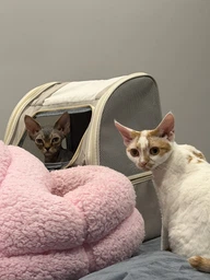 Рюкзак переноска для кота кошки котенка собаки до 8 кг с прозрачным окошком серый (002289)