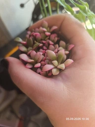 Суккулент Фаукария Туберкулёза (Faucaria Tuberculosa) D5 см