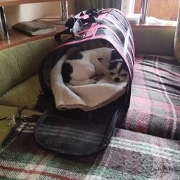 Сумка переноска для кота кошки котят собаки домашних животных до 8 кг каркасная полупрозрачная с ремешком на плечо кошачьи сумки для переноски котов кошек маленьких собак котенка чёрная размер L 50х27х27 см (002162) фото от покупателей 4