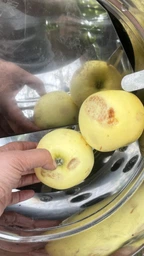Электроизмельчитель "Бочка" для корнеплодов, овощей фруктов (0.18 кВт, 300 кг/час)