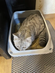 Туалет Georplast Sonic для котів 44,5x34x18,5 см 10527