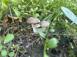 Мицелий Зеленушки, Tricholoma flavovirens 100 г фото от покупателей 1