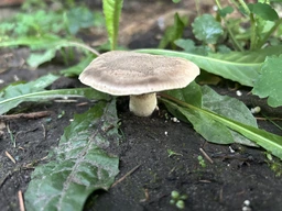 Мицелий Каштанового гриба (Гиропоруса каштанового), Gyroporus castaneus 100 г