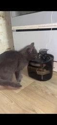 Автоматична поїлка для котів і собак поїлка-фонтан питний фонтанчик автоматична з фільтром USB з циркуляцією води 2.2 л 2 режими подачі з аерацією прозора тиха з резервуаром вбудованим фільтром 160 мл протиковзна універсальна розбірна фото від покупців 1