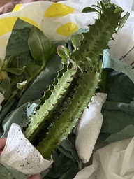 Молочай тригранний (Euphorbia trigona), контейнер 7*7*8 см (s062s)