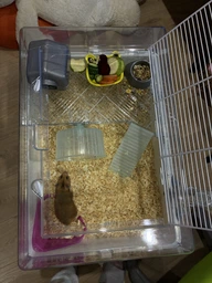 Клітка Ferplast Cage MINI DUNA HAMSTER для хом'яків 55 x 39 xh 27 cm фото від покупців 1