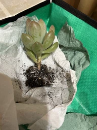 Суккулент Пафихитум Мунглоу (Pachythytum Moonglow) (s054s) фото от покупателей 1