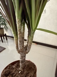 Рослина в горщику Драцена Маргіната Маджента dracanea marginata magenta фото від покупців 3
