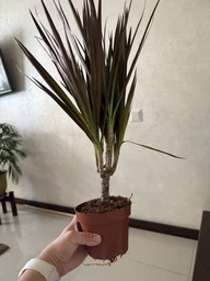 Рослина в горщику Драцена Маргіната Маджента dracanea marginata magenta фото від покупців 1