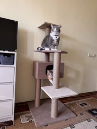 Домик когтеточка для кота дряпка для кошки Мур-Мяу Алиса-2 70 x 70 x 138 см в джутовой веревке Серый МТ