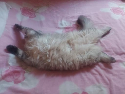 Сухий корм Purina One Sterilcat для дорослих котів після стерилізації з лососем 1.5 кг (7613035115439/8445290070913)