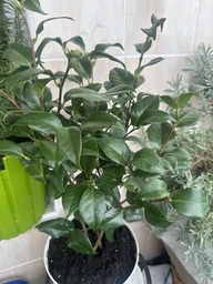 Камелия японская Camellia Japonica, высота 45-55 см, объем горшка 2л
