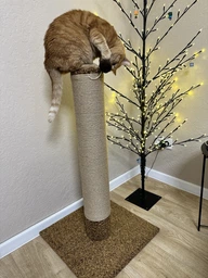 Когтеточка для кота кошки котика дряпка царапка Мур Мяу Дерево-2 50 х 50 х 90 см вертикальна кошачья точилка для когтей котов кошек котиков в джутовой веревке коричневый МТК столбик с клубочком дразнилкой кошачьи когтеточки фото от покупателей 4