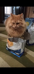 Сухий корм Farmina N&D Ocean Herring & Orange Neutered для стерилізованих кішок 1,5 кг фото від покупців 1