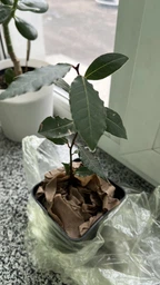 Лавр благородный (Laurus nobilis) — саженец комнатного растения, высота 17 - 20 см фото от покупателей 1