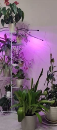 Фитолампа USB для роста растений на 4 лампы гибкая светодиодная LED фито лампа полного спектра профессиональная 4 ветки на прищепке светильник для комнатных цветов орхидей рассады лед фитолампа на четыре фитосветильника для подсветки и регулировки яркости фото от покупателей 5