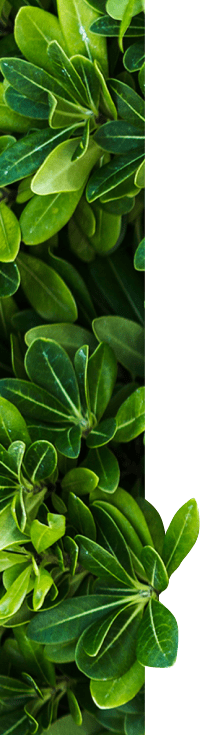 Greenery