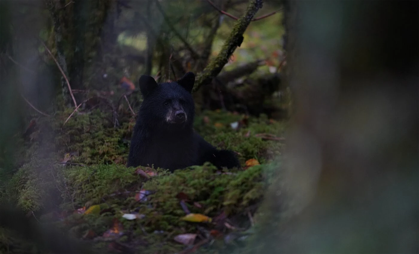 Надёжная автофокусировка при низкой яркости (до EV-3)
