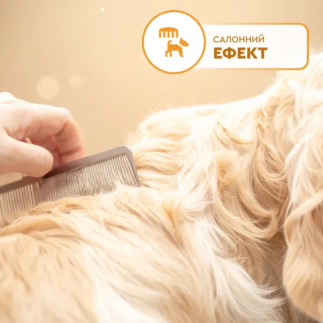 Доглянутий собака породи золотистий ретривер із блискучою шерстю після використання шампуню з салонним ефектом
