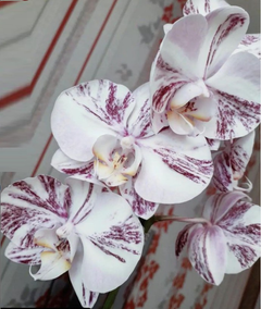 Орхідея (підліток зараз без квітів) TopDreams фаленопсис