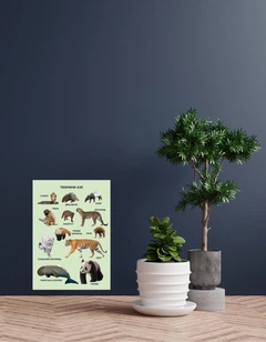 Âスター看板 45cm x 42cm Учебный постер ламинированный А3 Животные Азии – купить онлайн на