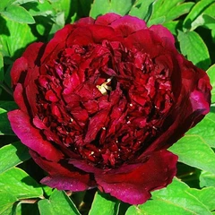 Півонія Shining Black Gold Wu Jin Yao Hui деревовидний Махровий
