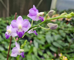 Орхідея (підліток зараз без квітів) TopDreams Phal 922 Tying