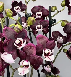 Skullpandawintersymphony Xスワロフスキー Amazon | スワロフスキー SWAROVSKI クリスタル Crystalline