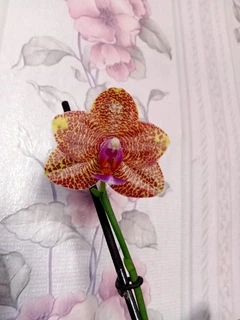 Орхідея (підліток зараз без квітів) TopDreams фаленопсис