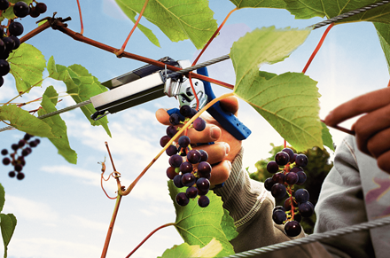 Садовий степлер (Плаєр) Rapid LIG 150 Garden Vine Plier для виноградників (40107753) - зображення 2
