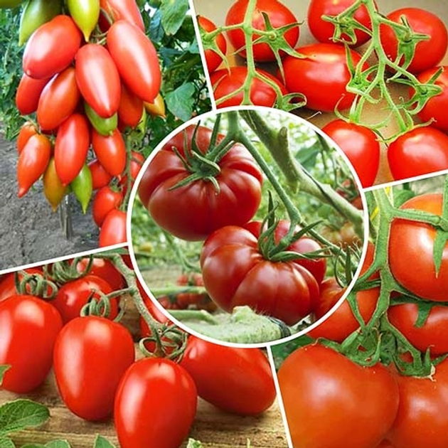 Семена Набор Низкорослых Томатов (5 упаковок) Florium (747009) – купить ...