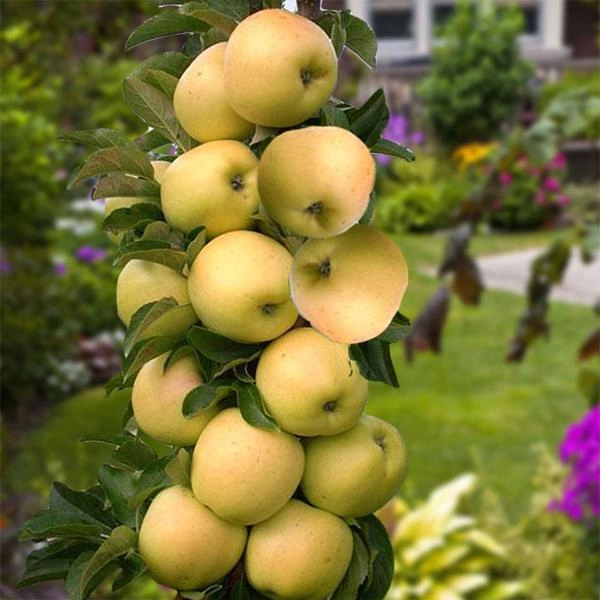 Колоновидная яблоня Сад\u0026Парк - ROZETKA