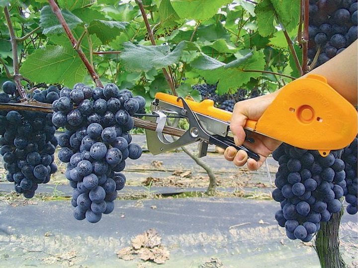 Подвязка для винограда