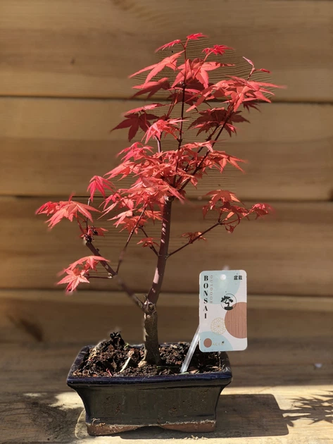 banyanさま専用 Японский клен (Japanese maple) Bonsai Atropurpureum, 25-35 см